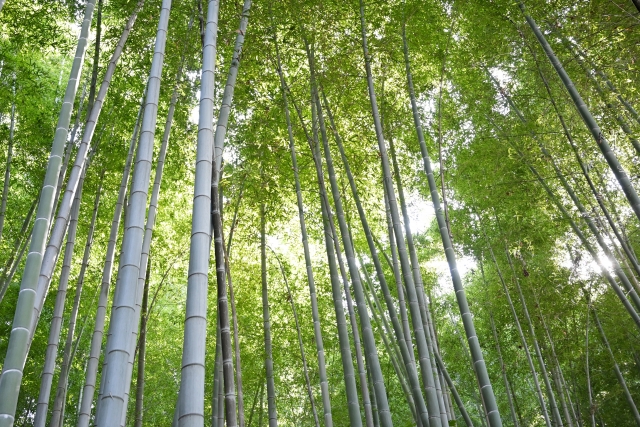 竹　足場　竹足場